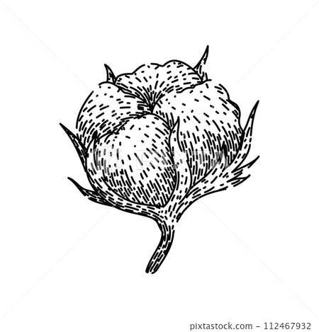 flower cotton plant sketch hand drawn vector flower cotton plant sketch hand drawn vector 112467932