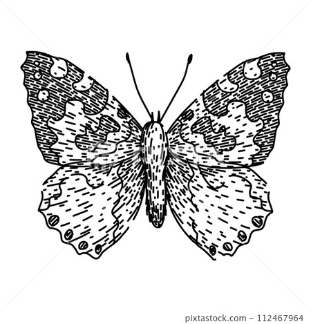 butterfly sketch hand drawn vector 112467964