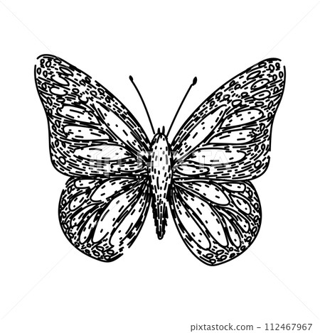 color butterfly sketch hand drawn vector color butterfly sketch hand drawn vector 112467967