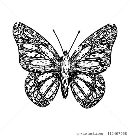 butterfly sketch hand drawn vector butterfly sketch hand drawn vector 112467968