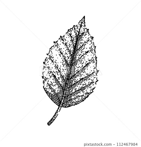 beech tree autumn leaf sketch hand drawn vector 112467984