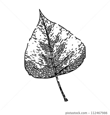 birch fall autumn leaf sketch hand drawn vector 112467986
