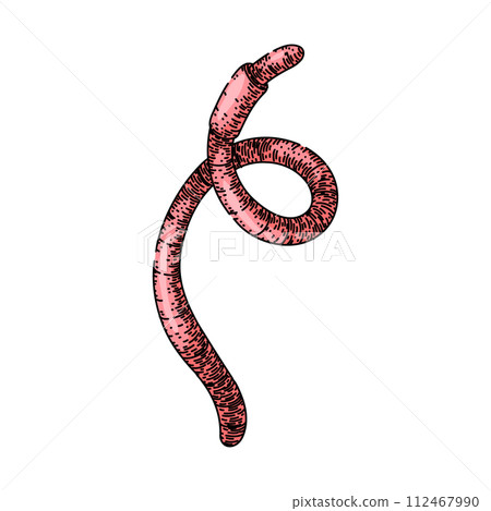 worm sketch hand drawn vector 112467990