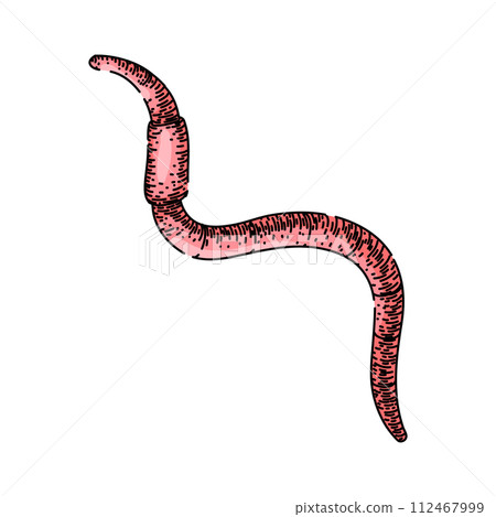 simple worm sketch hand drawn vector 112467999