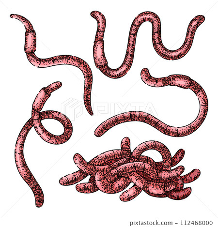 worm set sketch hand drawn vector worm set sketch hand drawn vector 112468000