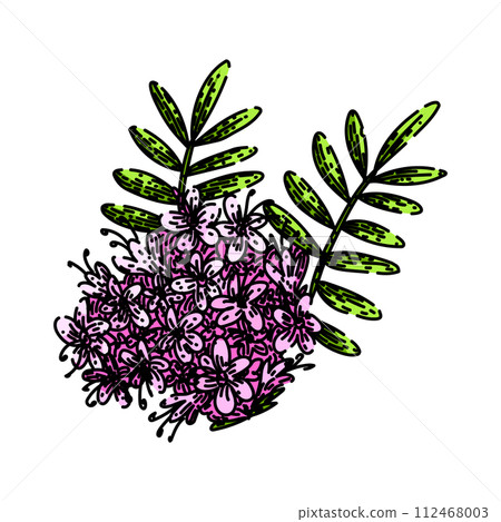 valeriana valerian sketch hand drawn vector 112468003