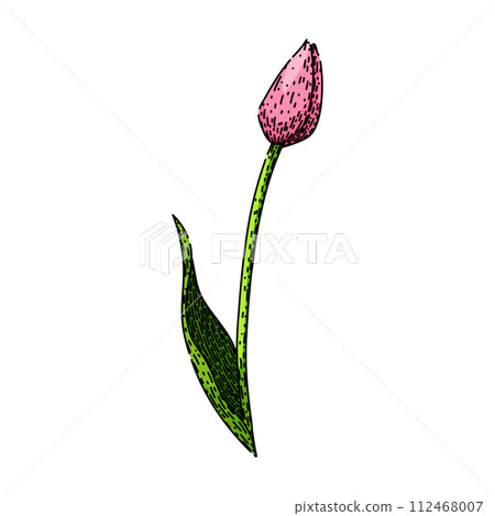 top tulip sketch hand drawn vector top tulip sketch hand drawn vector 112468007