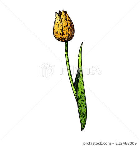 spring tulip sketch hand drawn vector spring tulip sketch hand drawn vector 112468009