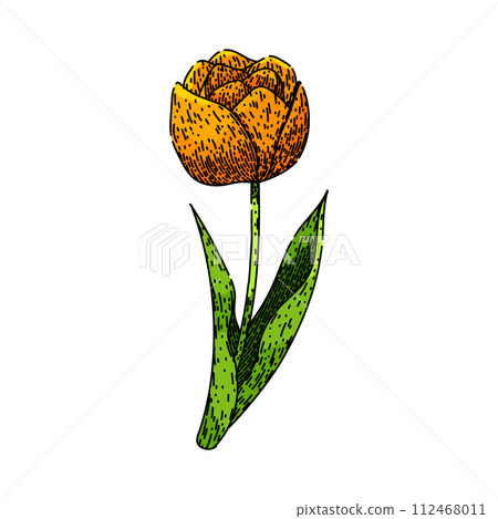 bouquet tulip sketch hand drawn vector bouquet tulip sketch hand drawn vector 112468011