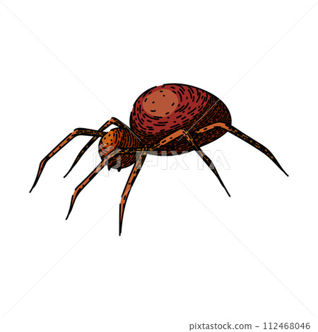 spider spider sketch hand drawn vector 112468046