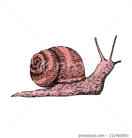 slow snail sketch hand drawn vector slow snail sketch hand drawn vector 112468061