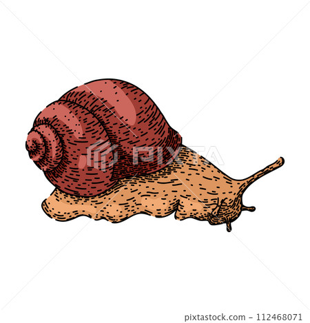 object snail sketch hand drawn vector object snail sketch hand drawn vector 112468071