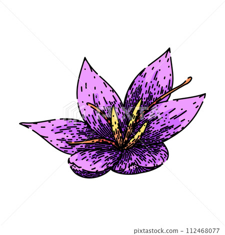 perfume saffron sketch hand drawn vector 112468077