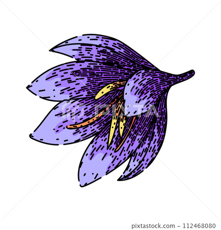 crocus saffron sketch hand drawn vector crocus saffron sketch hand drawn vector 112468080
