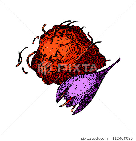 field saffron sketch hand drawn vector 112468086