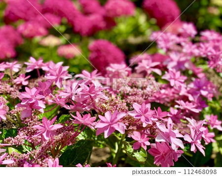 Hydrangea in full bloom <Katahara Onsen Hydrangea Village/Gamagori City, Aichi Prefecture> Hydrangea in full bloom <Katahara Onsen Hydrangea Village/Gamagori City, Aichi Prefecture> 112468098