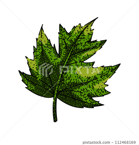 green maple leaf sketch hand drawn vector green maple leaf sketch hand drawn vector 112468169