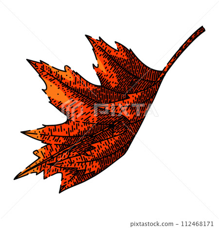 maple leaf sketch hand drawn vector maple leaf sketch hand drawn vector 112468171
