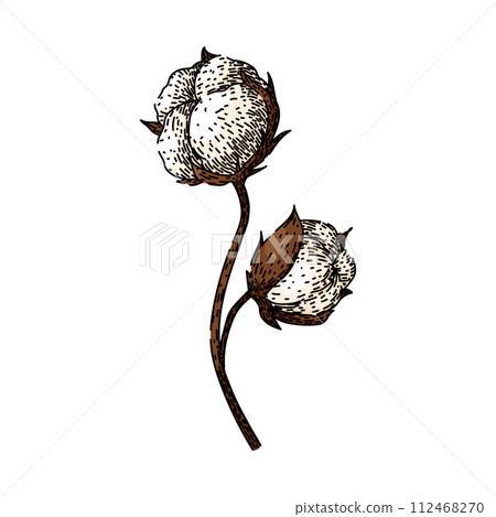 field cotton plant sketch hand drawn vector 112468270