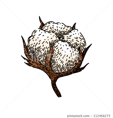 flower cotton plant sketch hand drawn vector 112468273