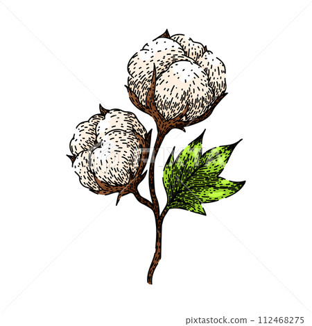 cotton plant sketch hand drawn vector 112468275