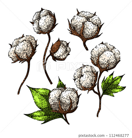 cotton plant set sketch hand drawn vector cotton plant set sketch hand drawn vector 112468277