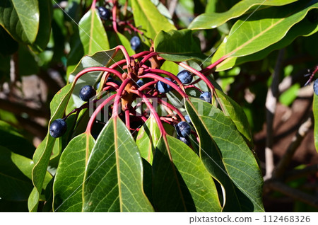 Ezo Yuzuriha (Ezo Yuzuriha) 虎耳草目 Ezo Yuzuriha (Ezo Yuzuriha) 虎耳草目 112468326