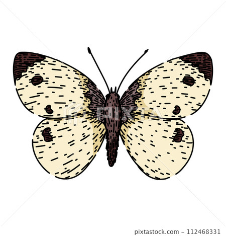 silhouette butterfly sketch hand drawn vector 112468331