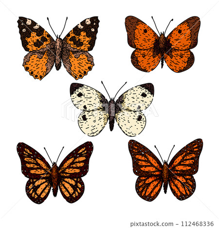 butterfly set sketch hand drawn vector 112468336