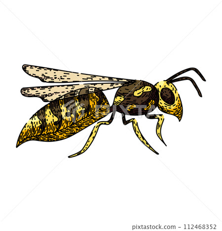 bumble bee sketch hand drawn vector bumble bee sketch hand drawn vector 112468352