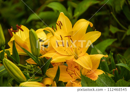 Yellow lily 112468545