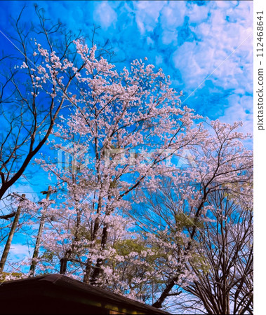 Noppo Sakura 112468641