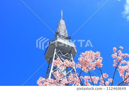 愛知縣名古屋市河津櫻花和名古屋電視塔的風景 愛知縣名古屋市河津櫻花和名古屋電視塔的風景 112468649