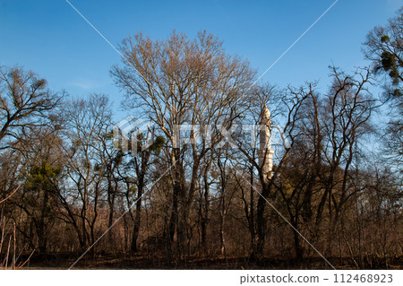 Historical minaret in a park, Lednice, Czechia Historical minaret in a park, Lednice, Czechia 112468923