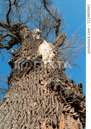Detail of a tree trunk from the view up to the sky Detail of a tree trunk from the view up to the sky 112468941