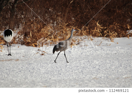 Canadian cranes 112469121