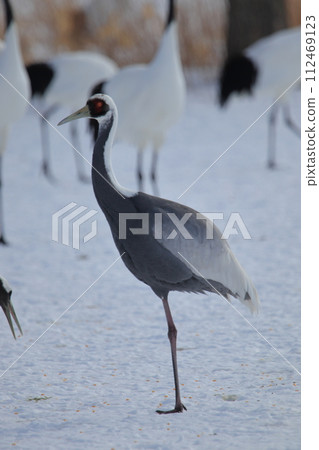 Mana crane 112469123