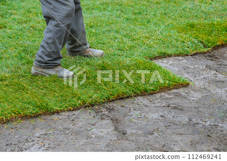 Grass rolls are unrolled and placed on ground for landscaping purposes by man Grass rolls are unrolled and placed on ground for landscaping purposes by man 112469241