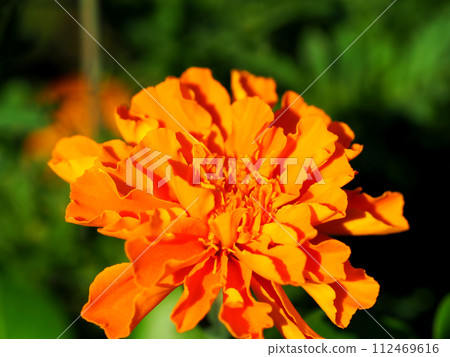 Marigold flower close-up 112469616