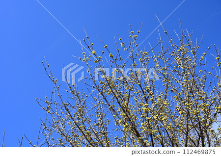 Flowers of cornelian cornflower (Cornus family, Cornus genus) before full bloom 112469875