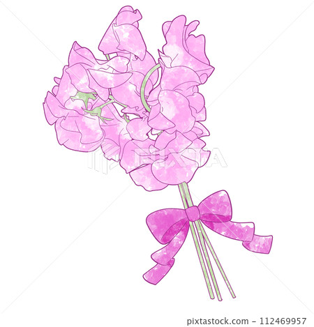 逼真的粉紅色甜豌豆花束水彩插圖 112469957