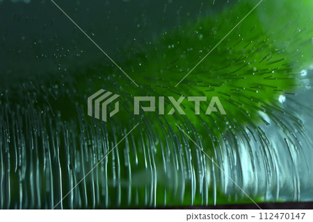 綠色葉子和結凍的冰塊特寫 112470147