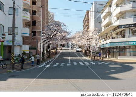 宮崎台車站前的櫻花樹 112470645