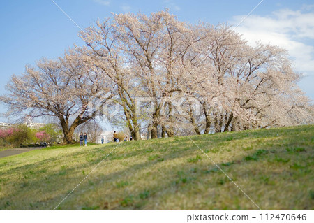 中川八幡山公園櫻花盛開 中川八幡山公園櫻花盛開 112470646