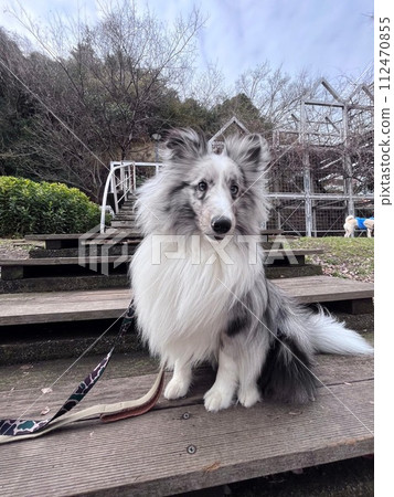 Sheltie sitting in the park 112470855