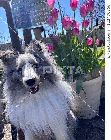Tulips and sherty Tulips and sherty 112470856