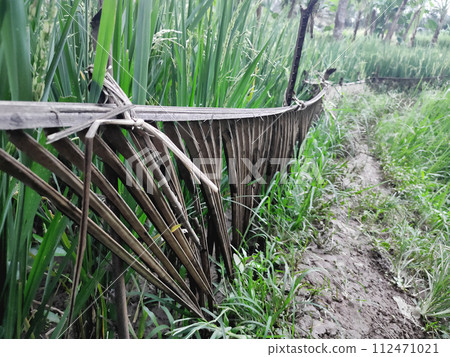 The natural fence protecting rice plants is made from coconut tree leaves, so that farmers' wide roads do not touch rice plants The natural fence protecting rice plants is made from coconut tree leaves, so that farmers' wide roads do not touch rice plants 112471021