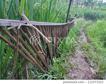 The natural fence protecting rice plants is made from coconut tree leaves, so that farmers' wide roads do not touch rice plants The natural fence protecting rice plants is made from coconut tree leaves, so that farmers' wide roads do not touch rice plants 112471022