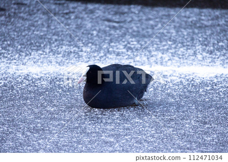 Eurasian Coot Resting on a Frozen Pond Eurasian Coot Resting on a Frozen Pond 112471034