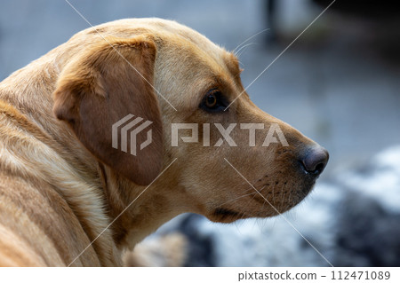 Thoughtful Labrador Retriever Profile View 112471089